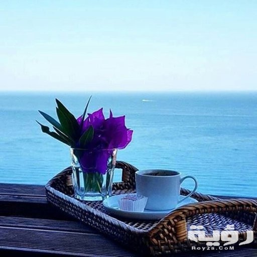 2e1a7c0e77c0a6bb23b1528b9a5e0d149354e368r1 720 720v2 00