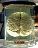 1200px Chimp Brain in a jar scaled
