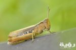 konik grasshopper insect macro 67630 scaled
