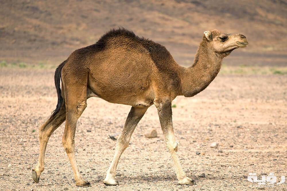 camel dromedary