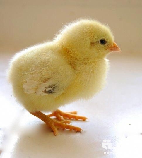 اسم حيوان بحرف ص الصاد 7 صوص