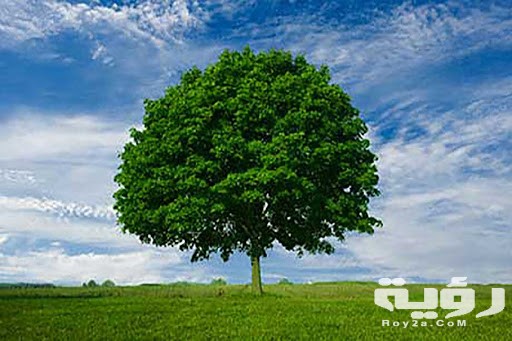 تفسير رؤية الأشجار في المنام 3 unnamed