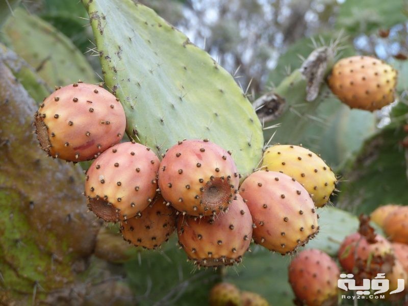 التين الشوكي في المنام