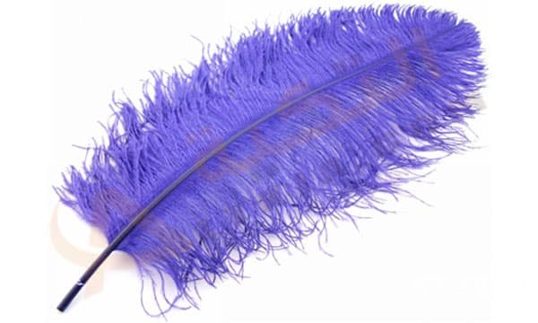 تفسير رؤية الريش في المنام 2 الريش 1