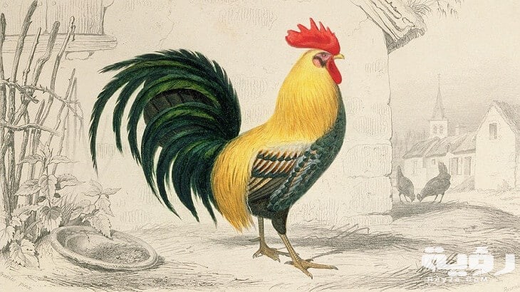 رأيت ديك في المنام 2 تفسير رؤية الديك الرومى فى المنام ومعناه