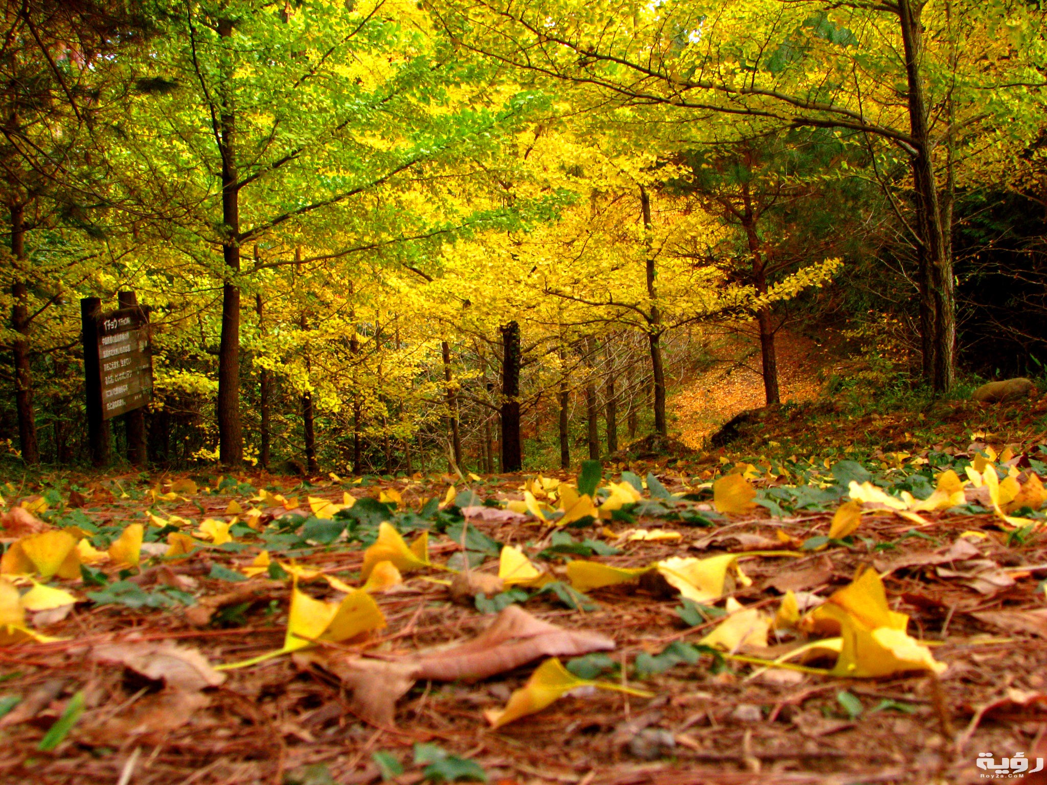 خلفيات ورق شجر جميلة 1