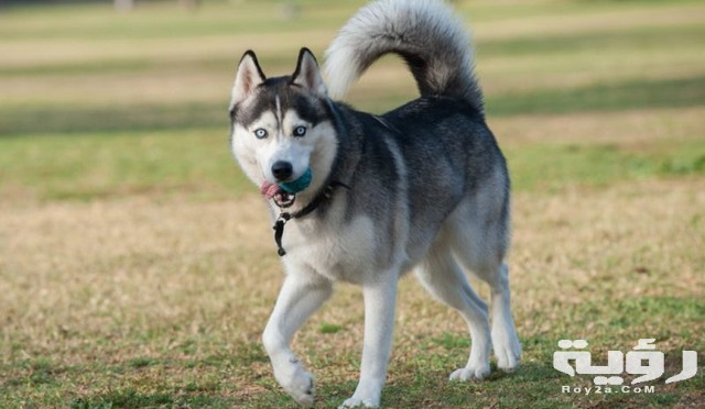 رؤية الكلب في المنام