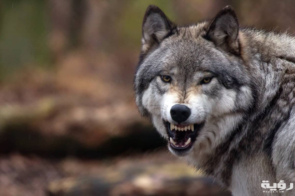 هل الذئب يأكل الجن.. 1