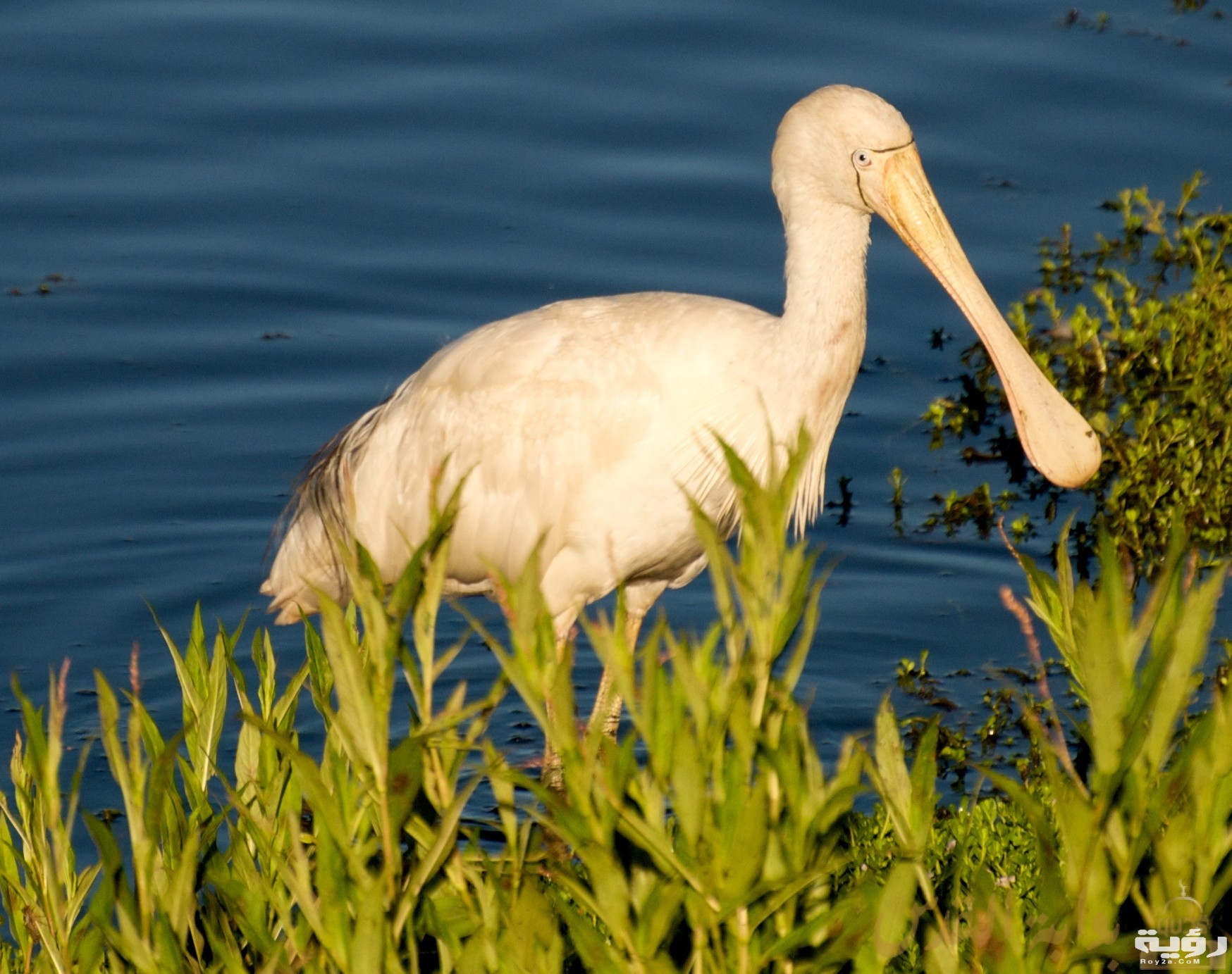 0c266e3f 66ba 4ea5 a1d7 d97479e63ec7