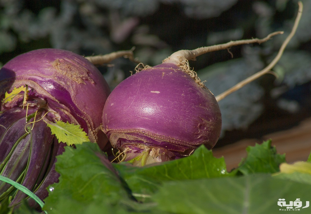 turnips 2097780 1280