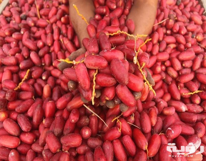 تفسير رؤية البلح الاحمر في المنام 3 البلح الاحمر في المنام