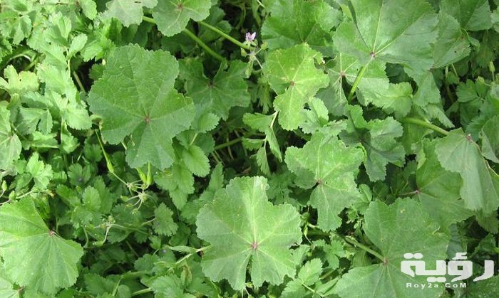 الخبيزة في المنام