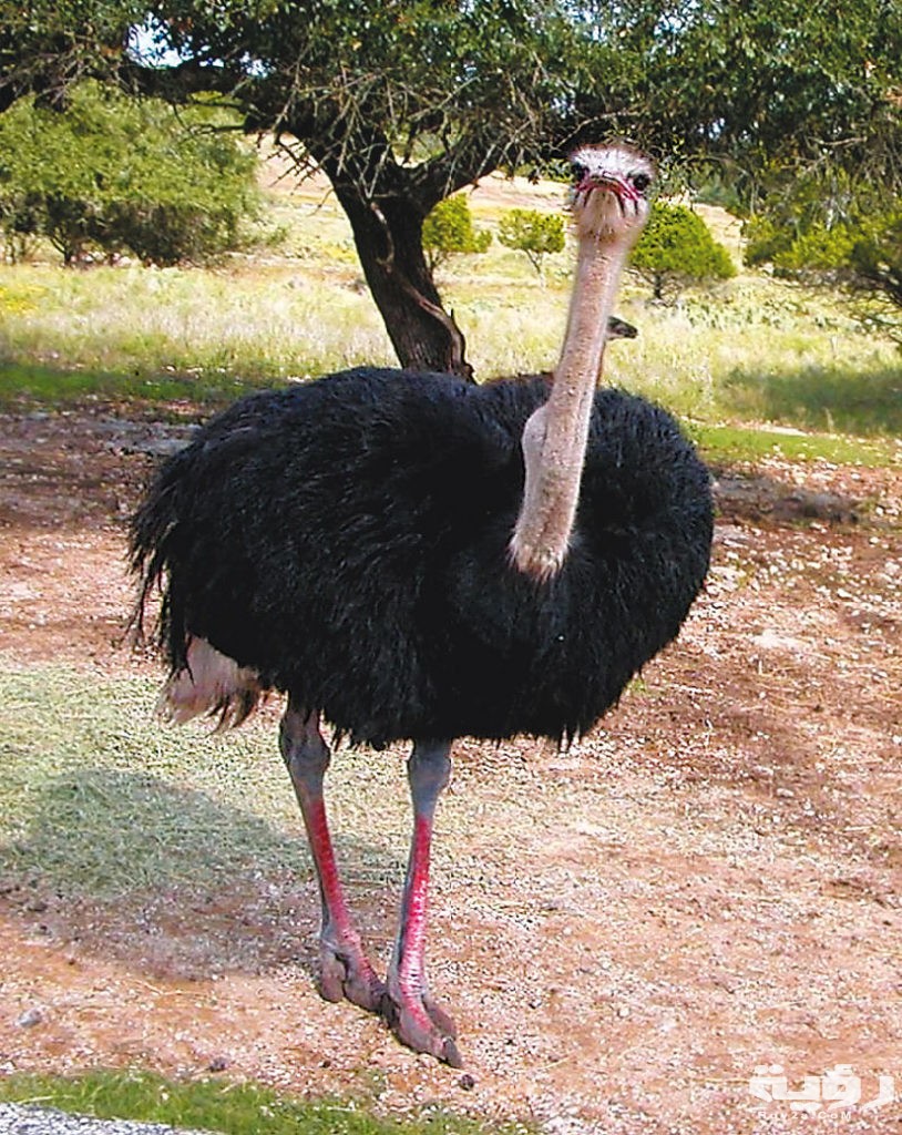 الخوف من النعامة