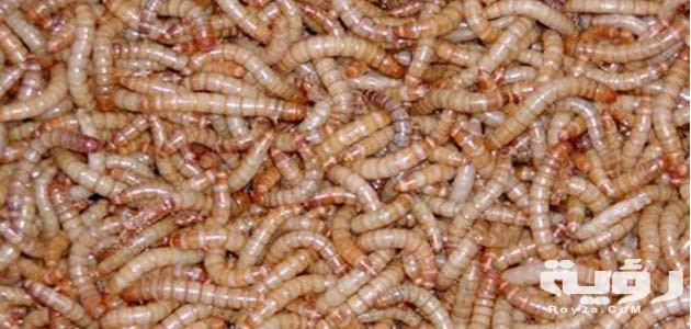 الدود في الشعر