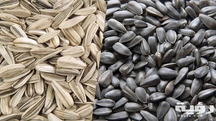 تفسير حلم رؤية اللب في المنام