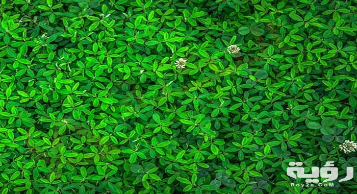 تفسير رؤية الأخضر 1