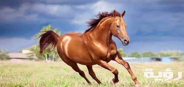 تفسير رؤية الحصان في المنام لابن سيرين