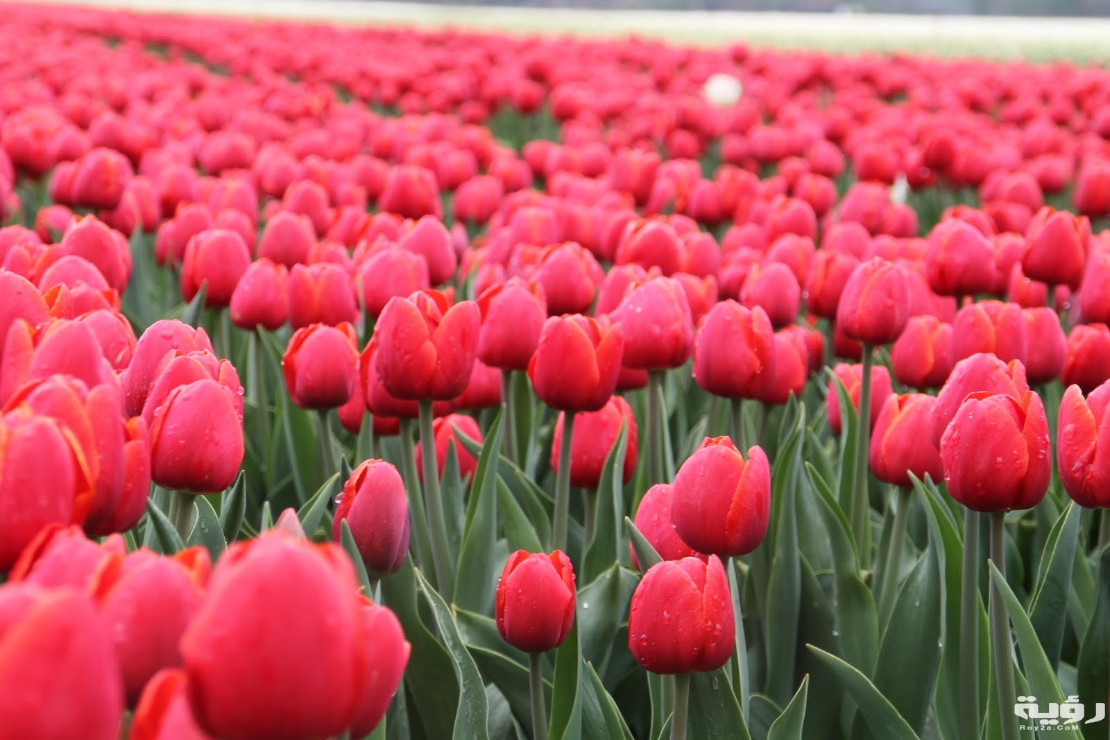 تفسير رؤية زهرة التوليب في المنام 2 زهرة التوليب