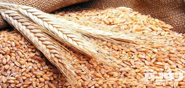 ما تفسير رؤية الشعير في الم