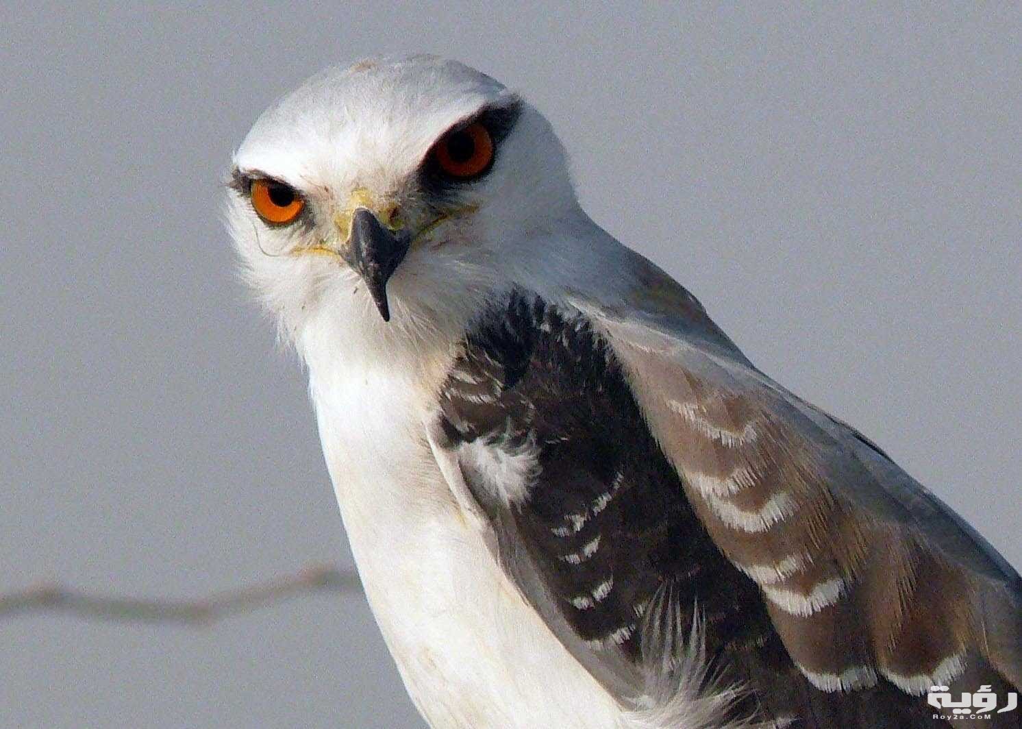 2555 Maxresdefault 3 Qu50 RT1600x1024 OS1492x1064 RD1492x1064