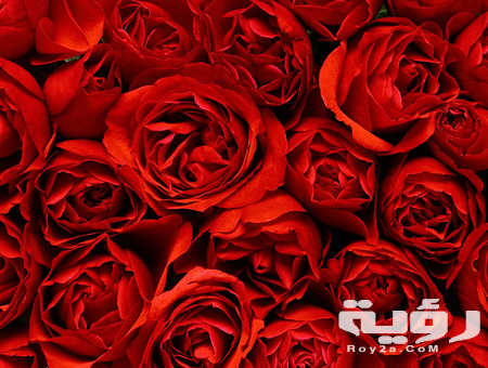 تفسير رؤيه اللون الاحمر في الحلم بالتفصيل