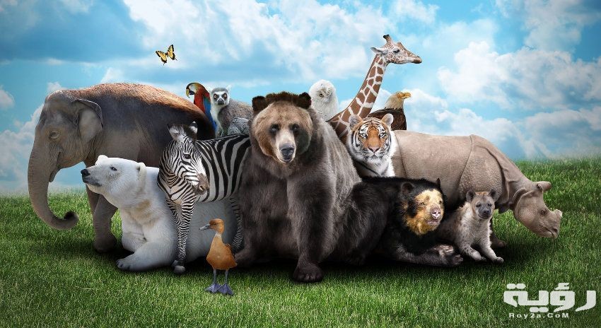 حيوانات