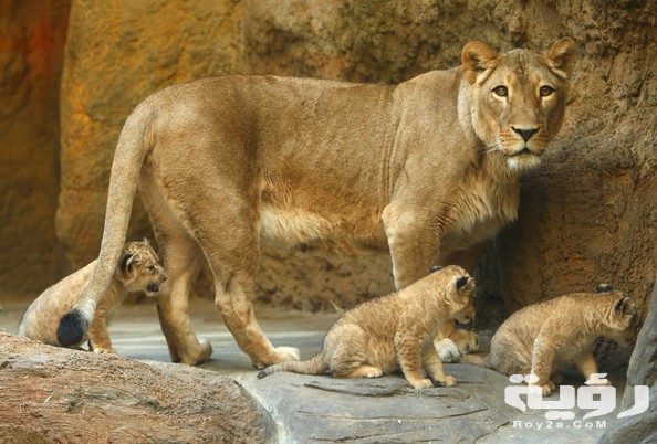 AnimalsOfWuppertalZoo4G0hXJ7r4dGl