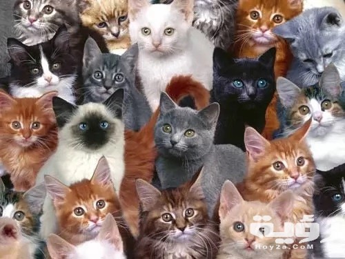 7480 1 or 1442831539