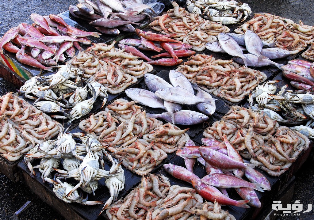 اسماء انواع السمك 2 دليلك لشراء أشهر أنواع السمك المتواجد في الأسواق13