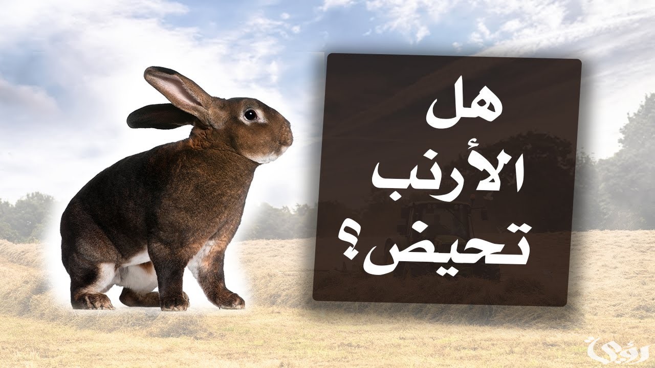 هل الارانب والقرود تجيهم الدوره