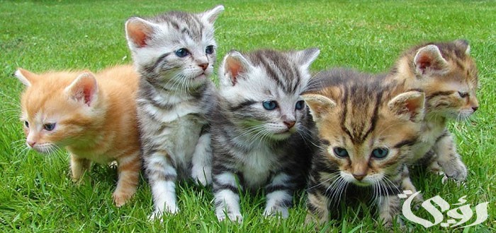 تفسير حلم ألوان القطط في المنام