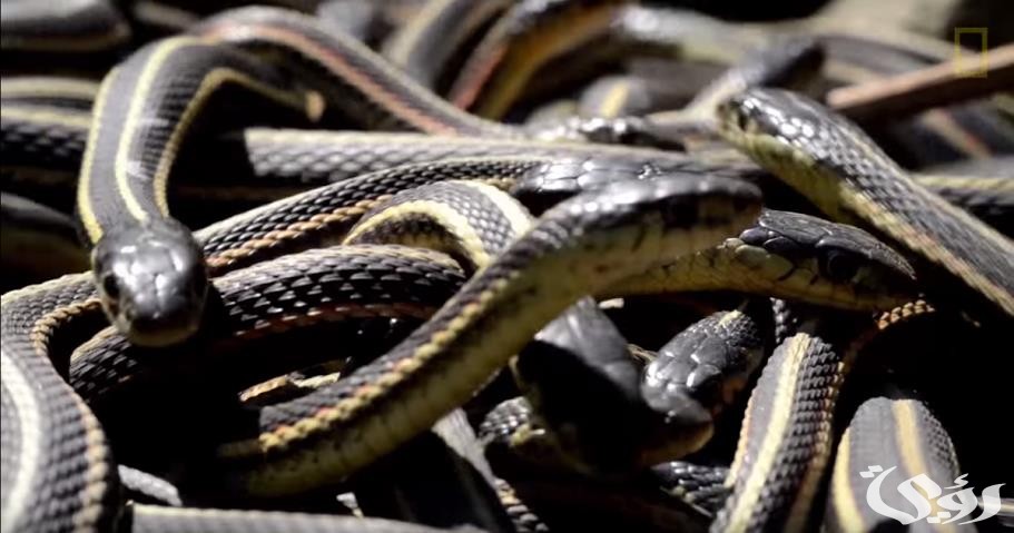 تفسير حلم الثعابين في المنام للمتزوجة