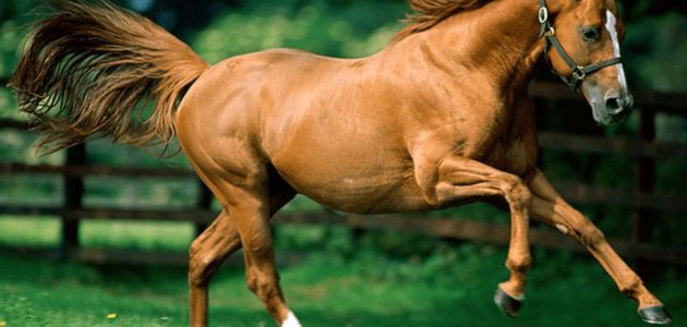 تفسير حلم ركوب الخيل البني