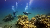 بحث عن البحر الأحمر