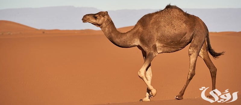 بحث عن الجمل للأطفال