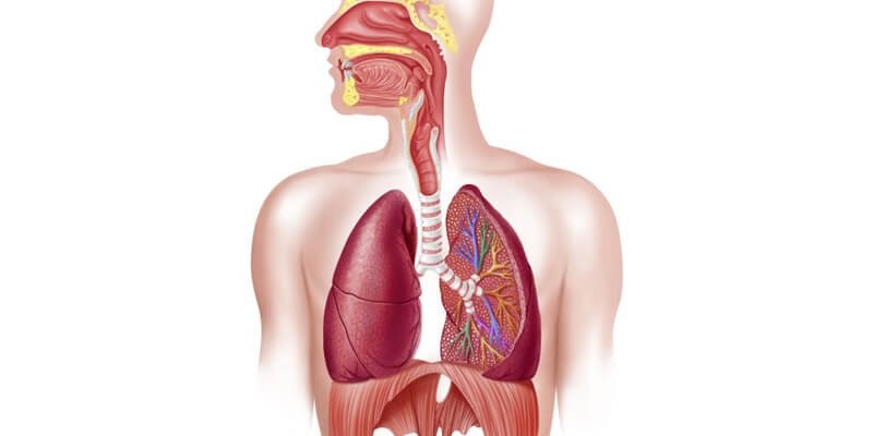 بحث عن الجهاز التنفسي