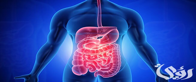 بحث عن الجهاز الهضمي 5 بحث عن الجهاز الهضمي