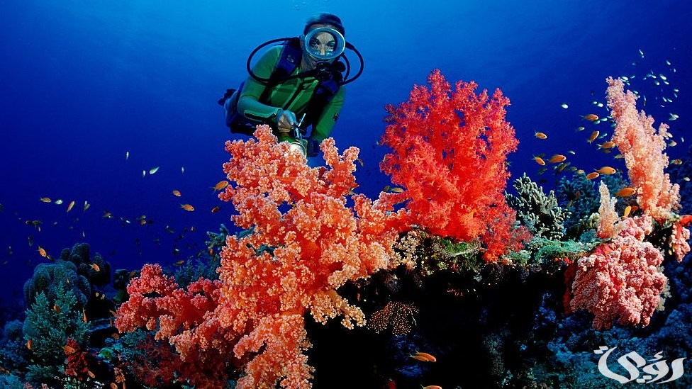 بحث عن الشعب المرجانية