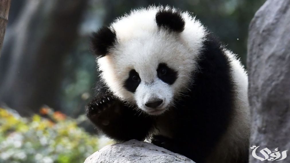 بحث عن حيوان الباندا 4 بحث عن حيوان الباندا