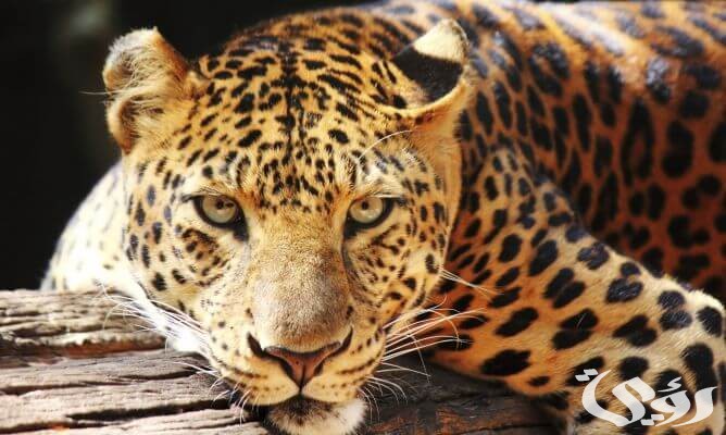 بحث عن حيوان الجاكوار 5 بحث عن حيوان الجاكوار 2