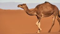 بحث عن حيوان الجمل