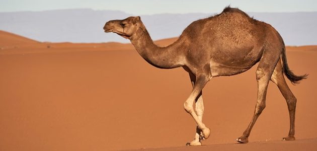 بحث عن حيوان الجمل