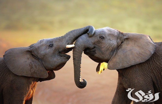 بحث عن حيوان الفيل