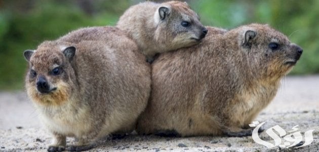 بحث عن حيوان الوبر الصخري