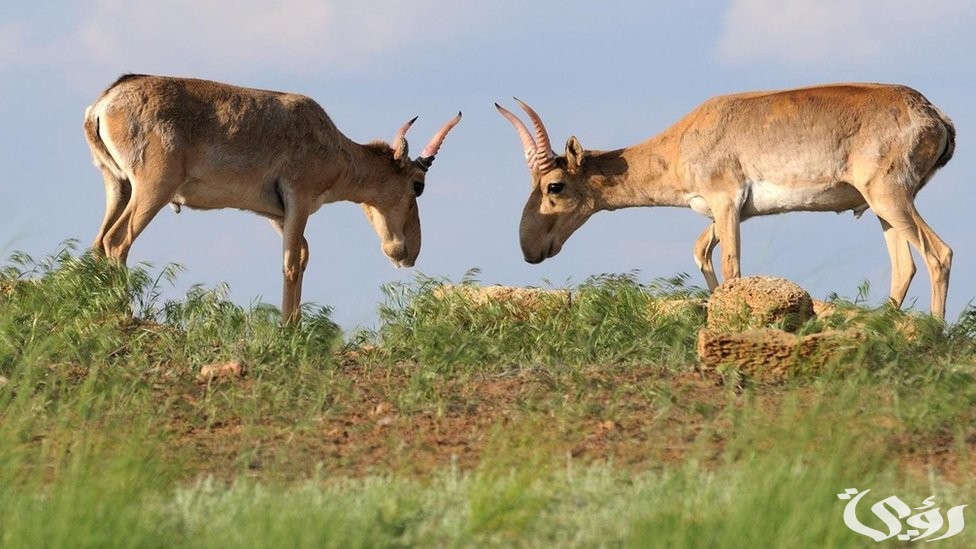 بحث عن حيوان غريب