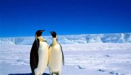 بحث عن طائر البطريق