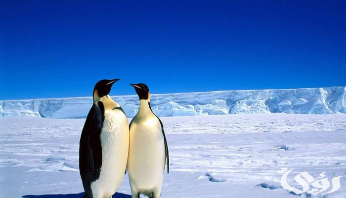 بحث عن طائر البطريق