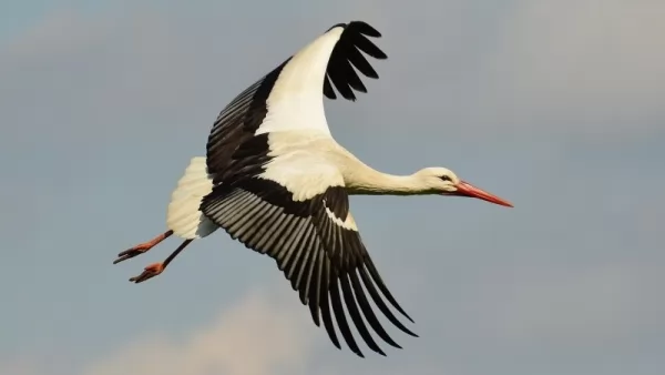 بحث عن طائر اللقلق