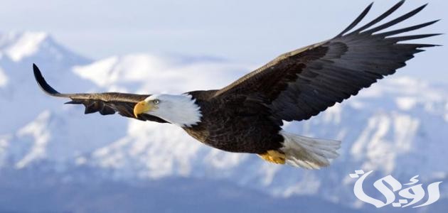 بحث عن طائر النسر كامل 5 بحث عن طائر النسر