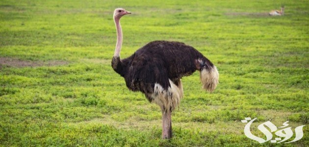 بحث عن طائر النعام